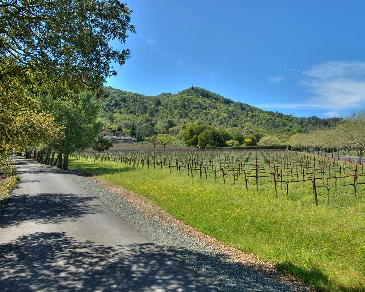 Photo of the Hill Ranch Vineyard