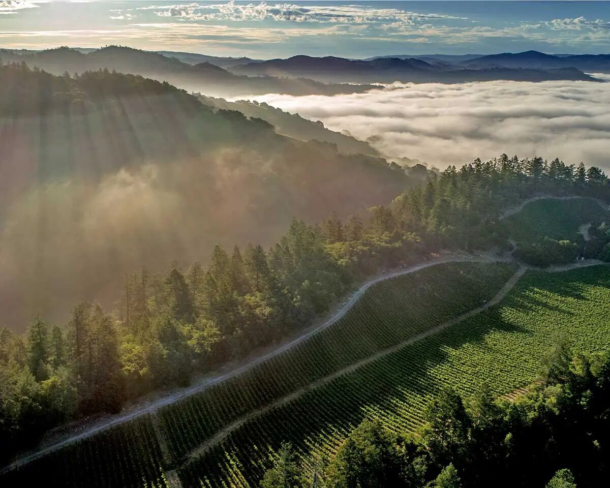 Photo of the Doggwood Vineyard