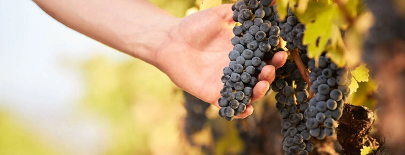A hand holding a grape bunch