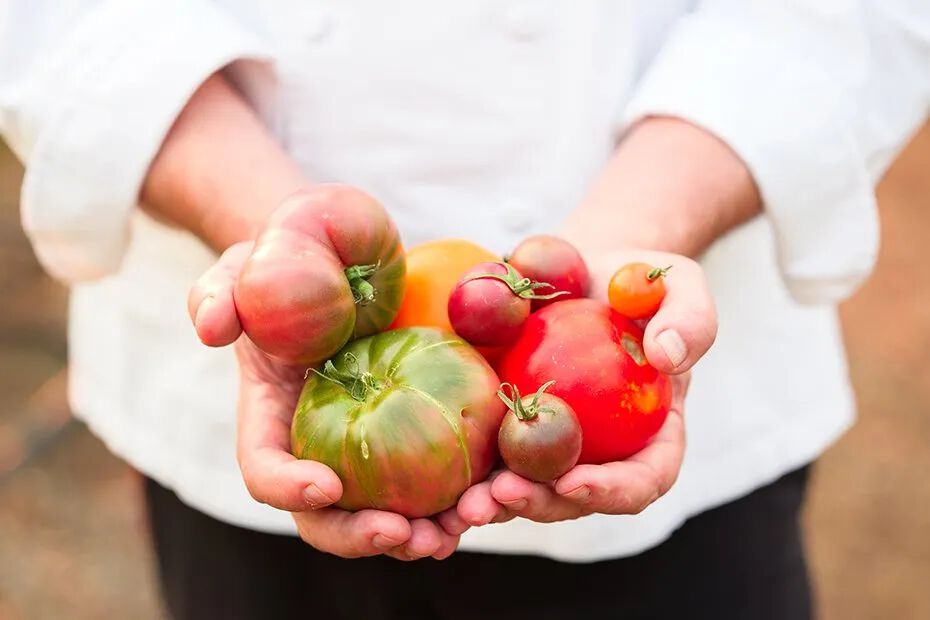 Harvested tomatoes being held by a chef