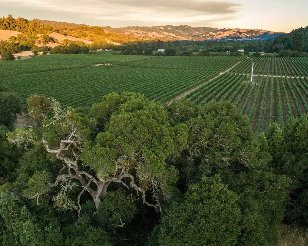 Photo of the Anderson Valley Vineyards