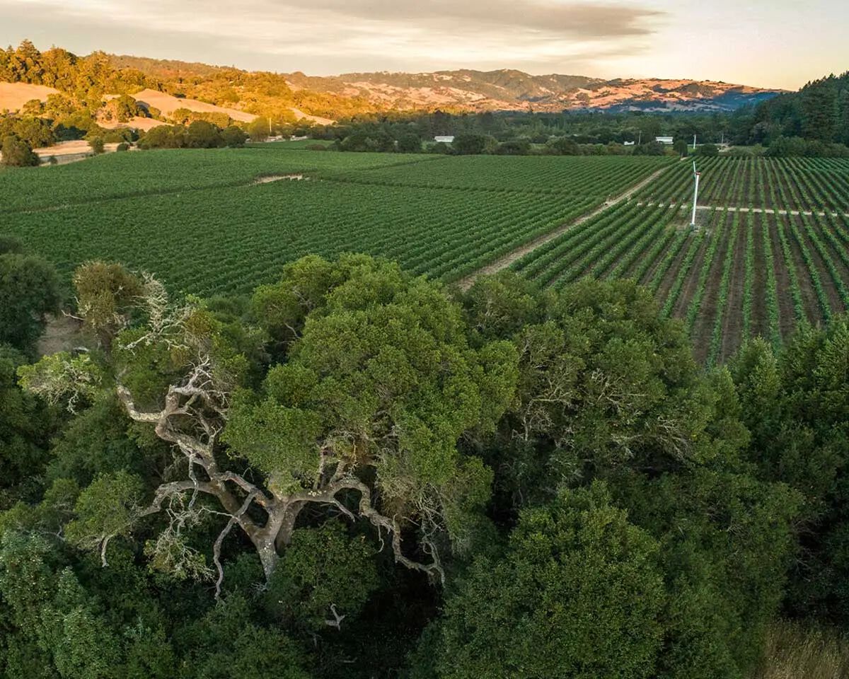 Anderson valley discount wineries
