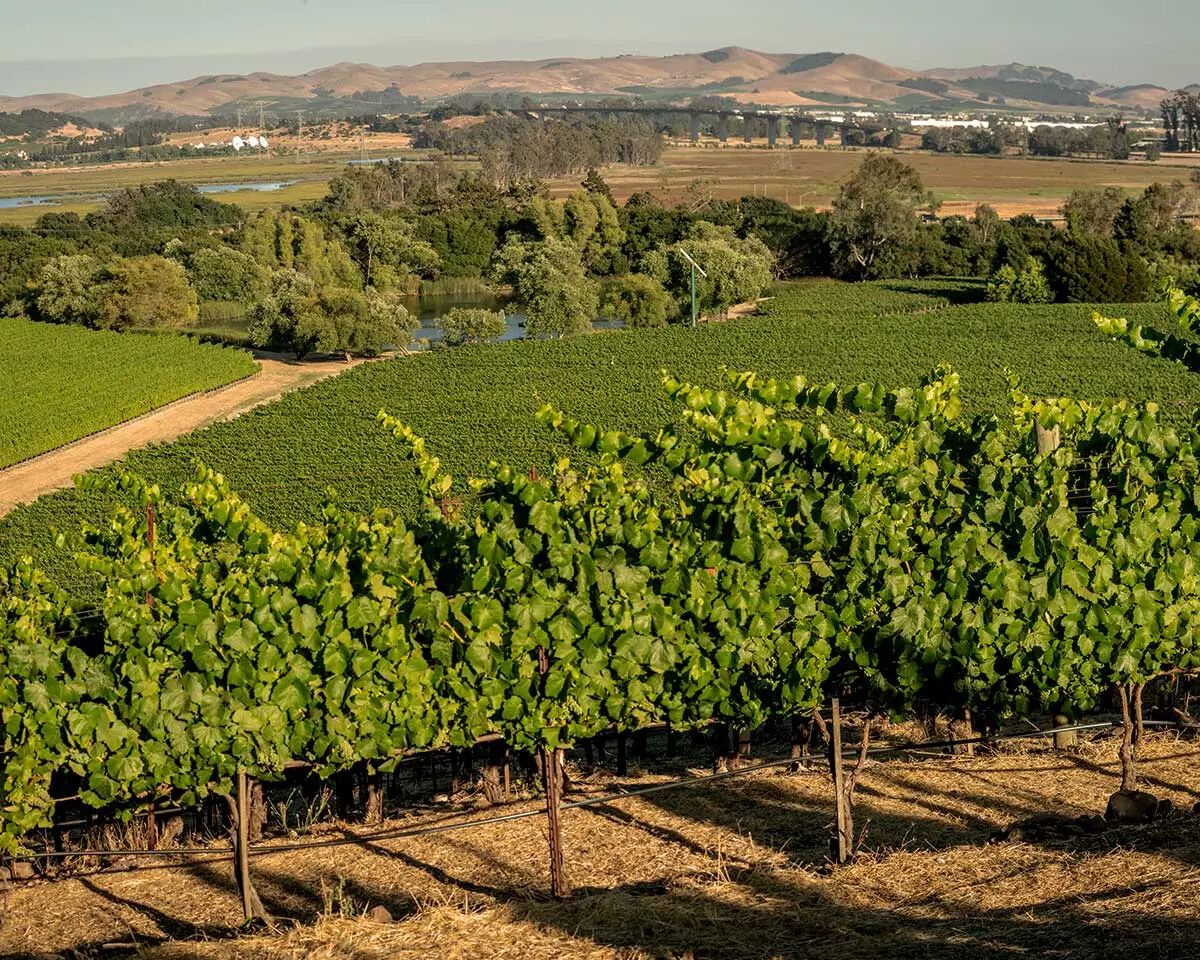 Photo of the Carneros Ranches