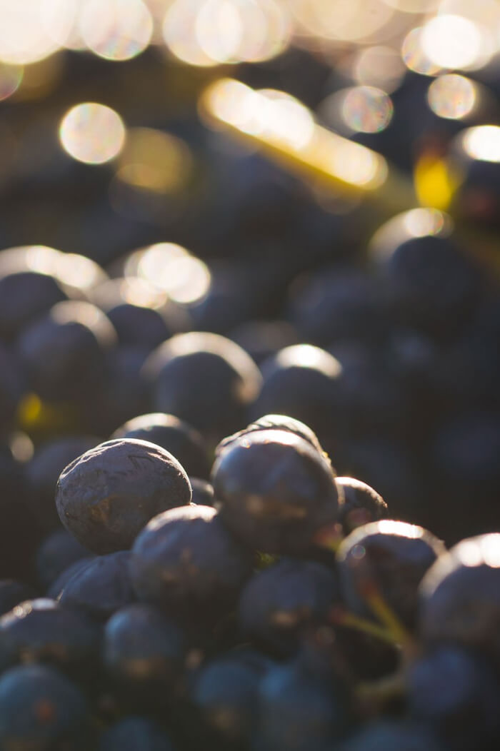 2020 Pinot Noir Apple Barn Vineyard, Anderson Valley
