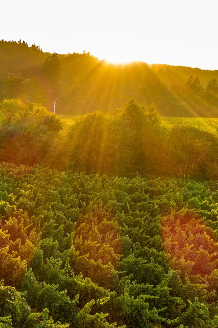 2023 Vin De Porche Rosé Anderson Valley