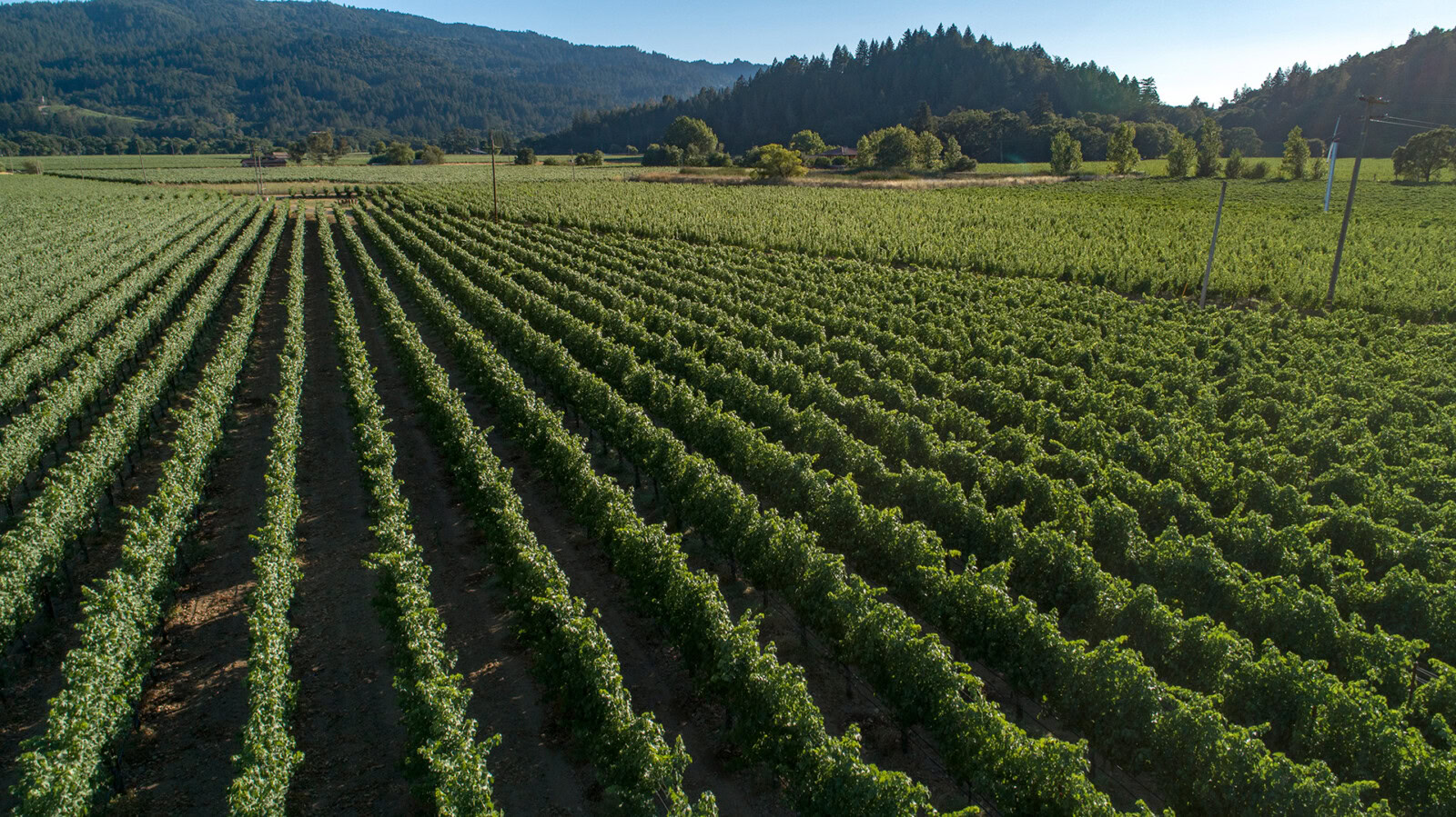 Calistoga - Maple Lane Vineyard at Cakebread Cellars with lush green grapevines under a clear sky in Napa Valley.