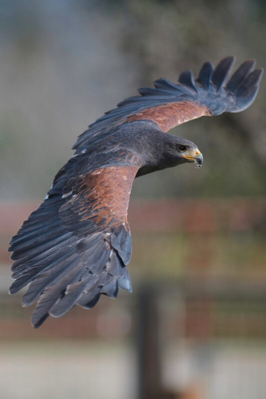 A majestic bird of prey soaring with wings fully extended over a blurred natural background.