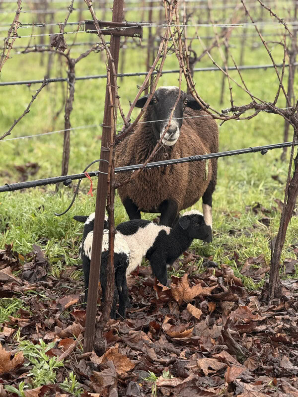 A lamb nursing from a sheep in a vineyard during daytime, surrounded by fallen leaves and grapevines.