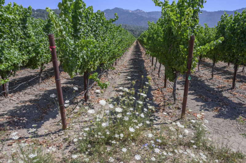 Vineyard rows at Cakebread Cellars with lush green grapevines and mountain backdrop.