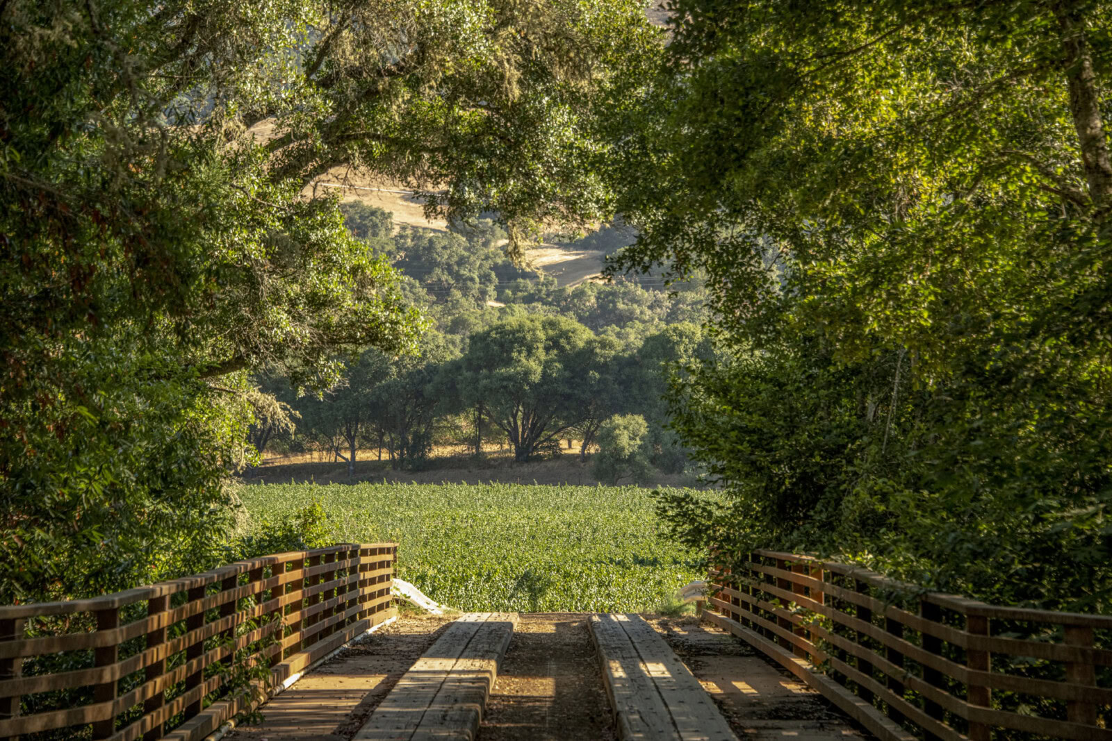 A lush vineyard view of Annahala Ranch at Anderson Valley Vineyards, taken from a wooden bridge at Cakebread Cellars, surrounded by green trees and rolling hills in the background.