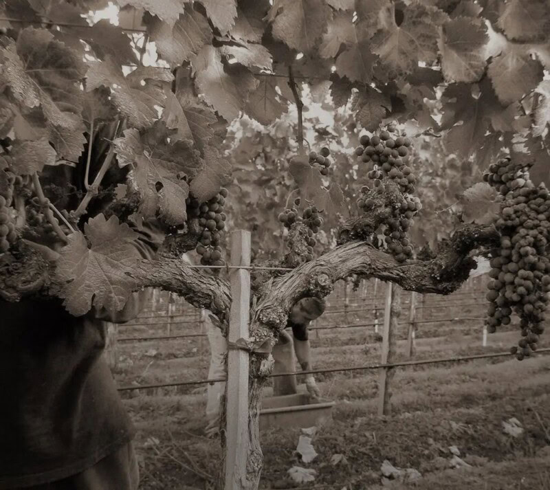 Jack Cakebread Our History - Cakebread Cellars