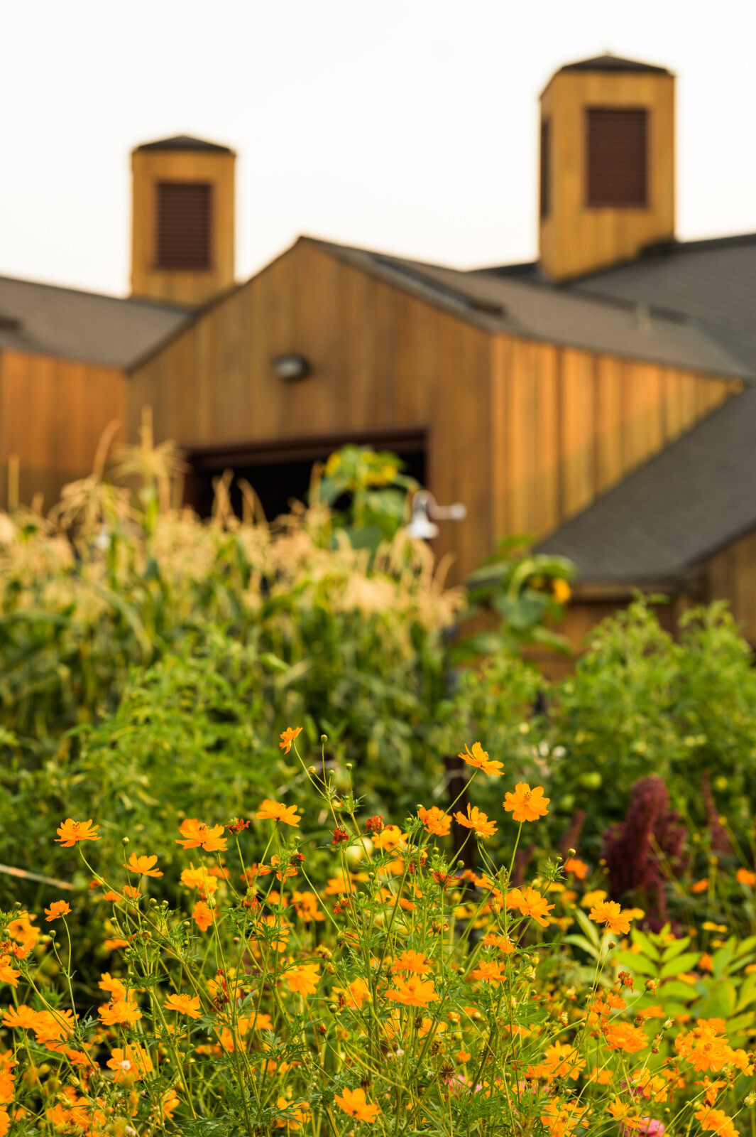 Scenic view of Cakebread Cellars winery with blooming flowers in the foreground and rustic wooden buildings in the background.